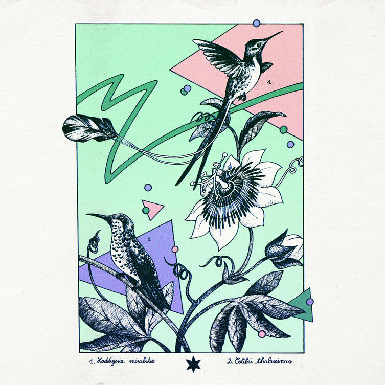 Botanical illustration of hummingbirds in an antique style. The background is pastel colored with memphis style shapes.